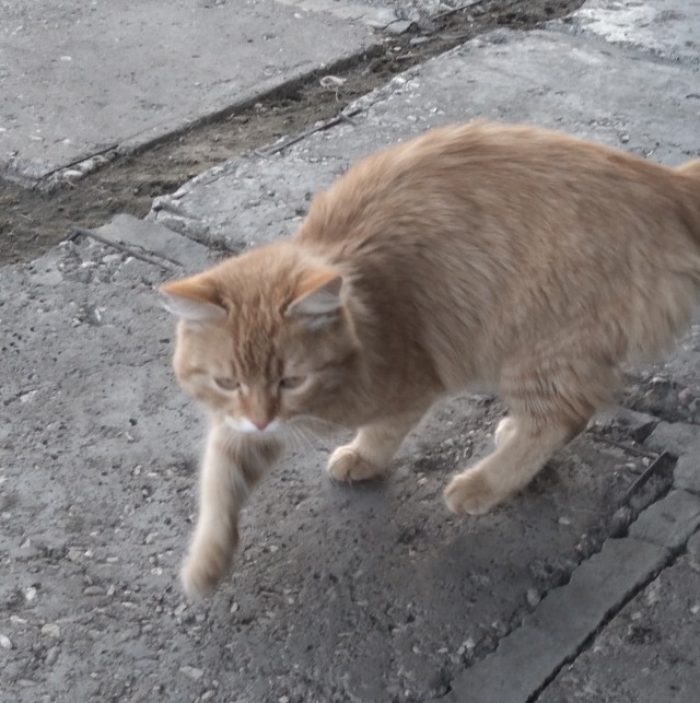 Наглый кот, который живёт на два дома.