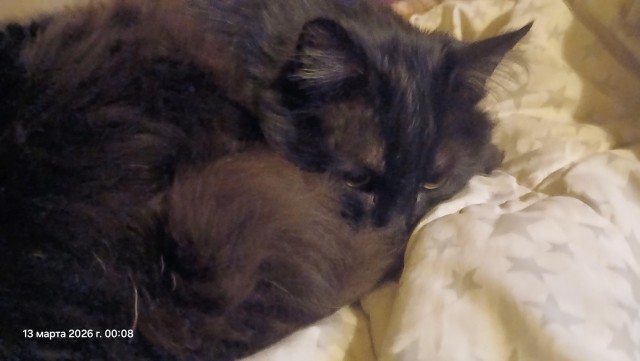 17 лет Коту ( примерно)