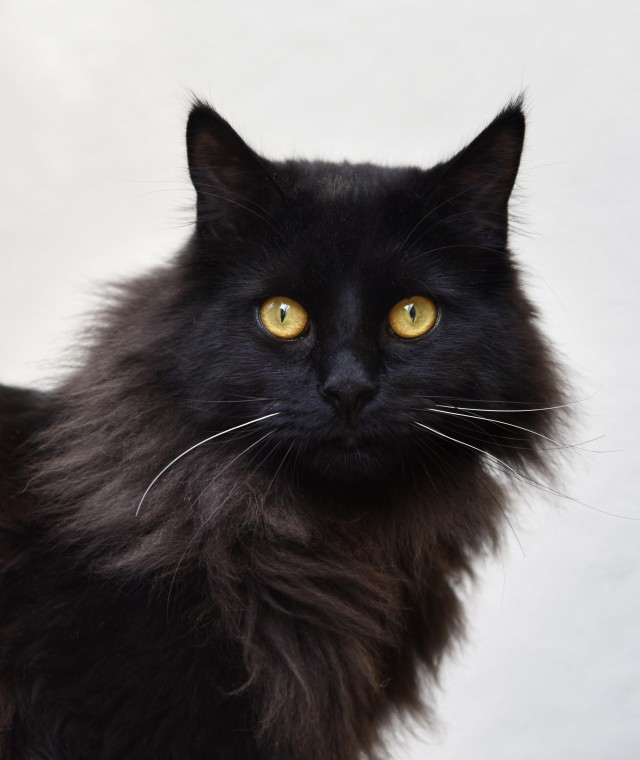Шикарный кот