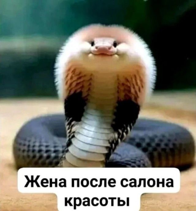 Веселые картинки в понедельник (01.06)