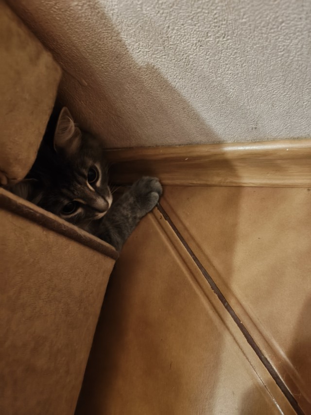 Котовторник. Моё зверьё
