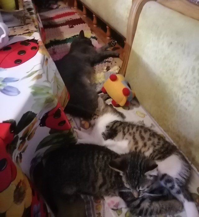 Котят кому? В хорошие руки.