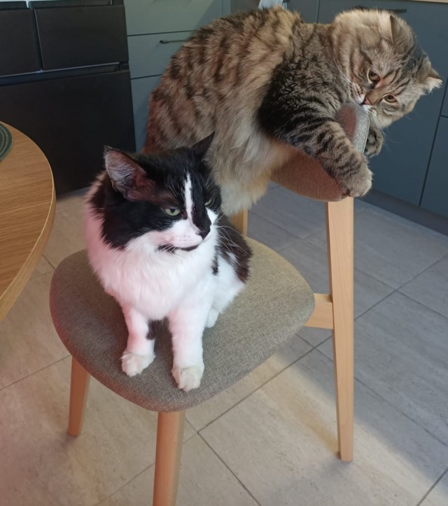 Котовторник