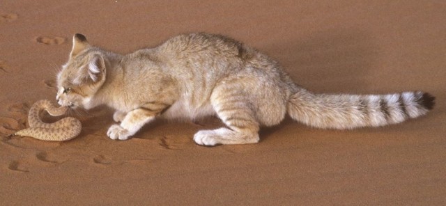 Барханные коты — одни из самых неуловимых диких кошек на нашей планете