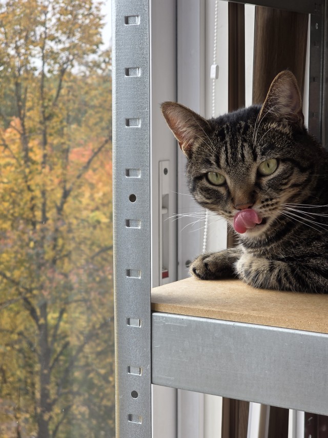 Поймал момент в котовторник