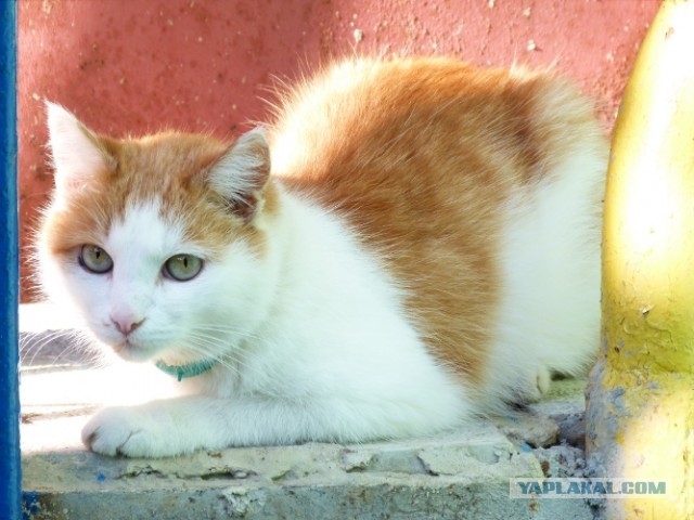 Котовторник 03.09.2013