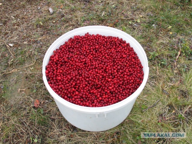 Выбрались за грибами.