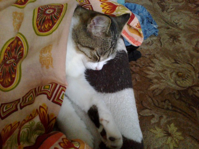 Котовторник 8.10.2013