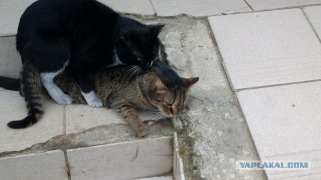 Котовторник  25.03.2014