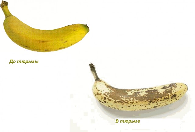 Береги подсолнух, дружок