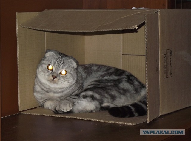 Как я котейке дом запилил