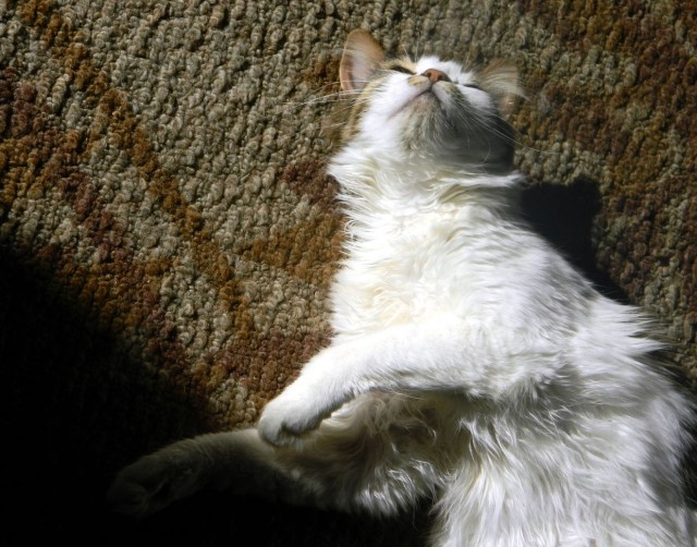 Котовторник 05.03.13