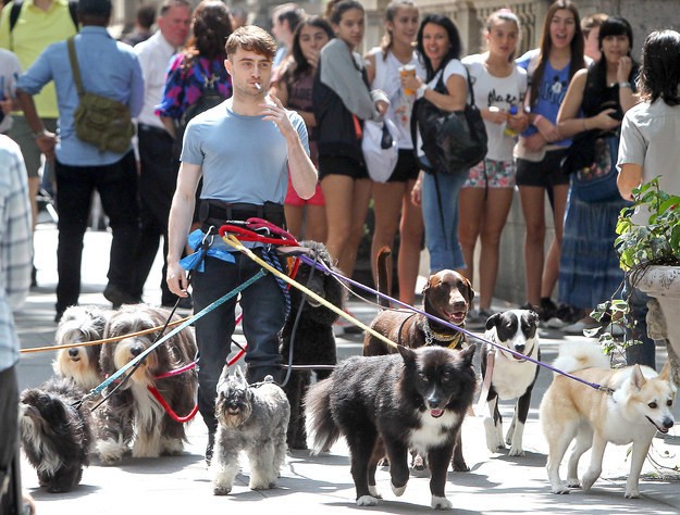 Как Гарри Поттер выгуливает собак