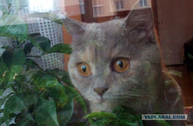 Котовторник 30.09.2014