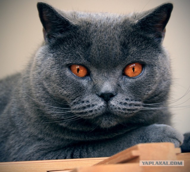 28 "котопирожков"