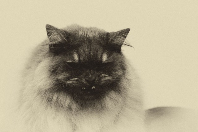 Котовторник 9.12.2014