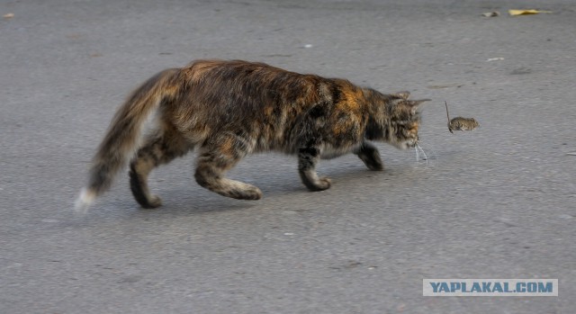 Котовторник   02.06.2015