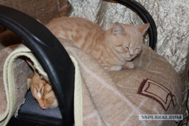 Котовторник  21.07.2015