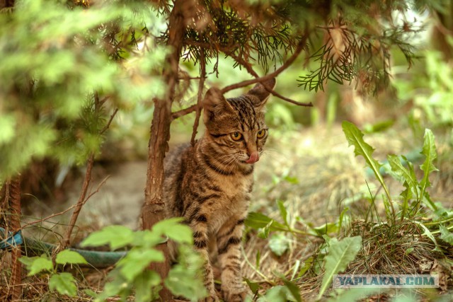 Котовторник 18.08.2015