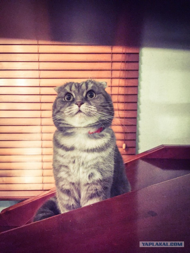 Котовторник