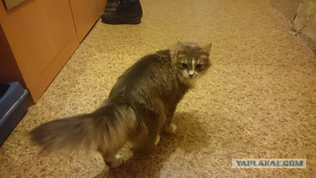 Пост невероятной кошачьей красоты. 25 фот.