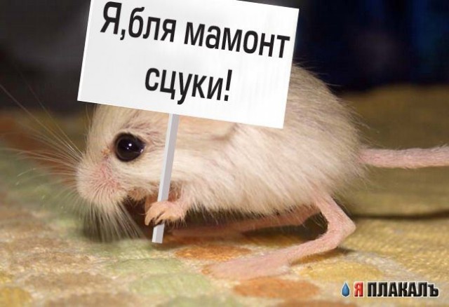 ГРЫЗУНЫ. Мыши, крысы, хомячки и т.д.