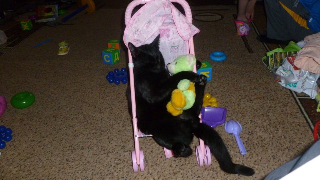 Кошка, которая спит не там (котовторнику посвящается)