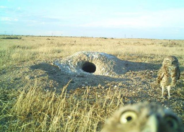 Картинки из сети