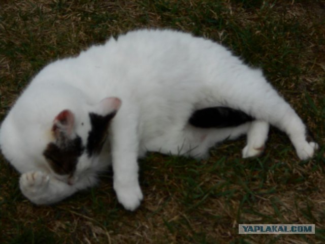 Жизнь домашнего приюта для котеек 108