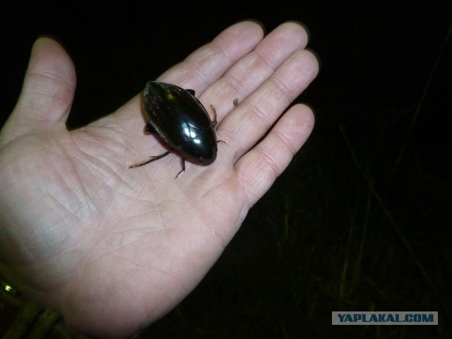 Апрельская Астрахань