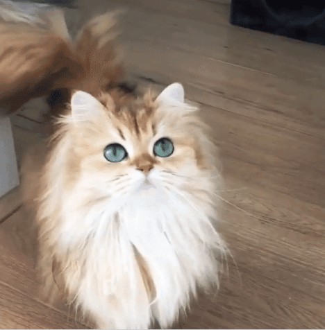 Я запостил котика