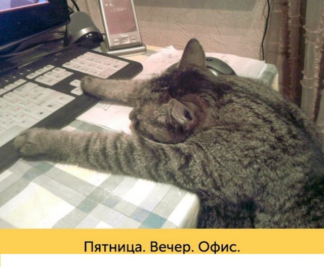 "Оскара" - котикам!