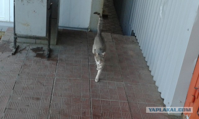 Котовторник 09.08.2016