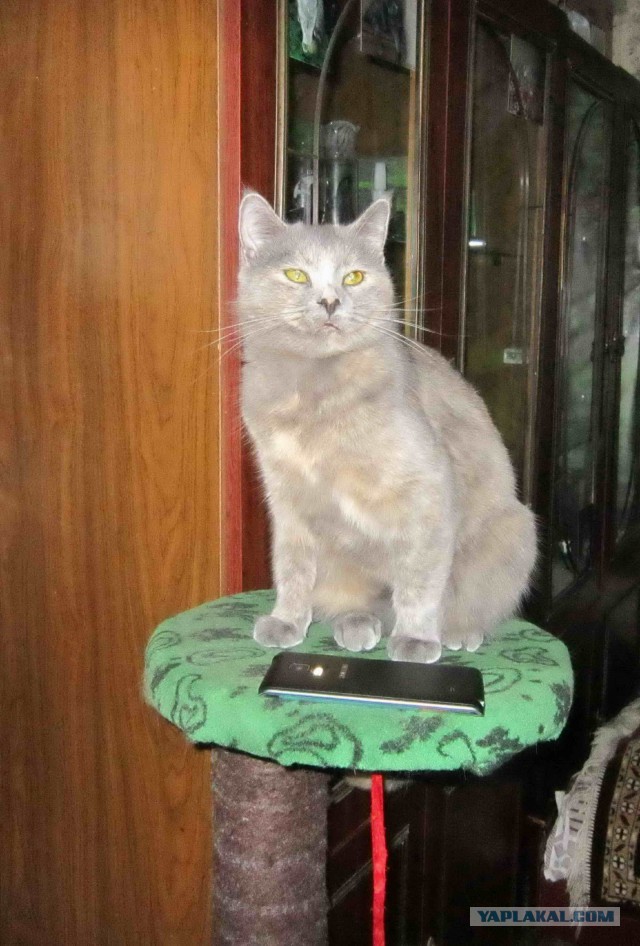 Котовторник 15.11.2016