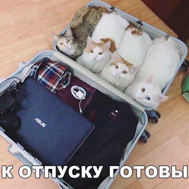 Коты и Кошки