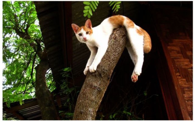 Коты и Кошки