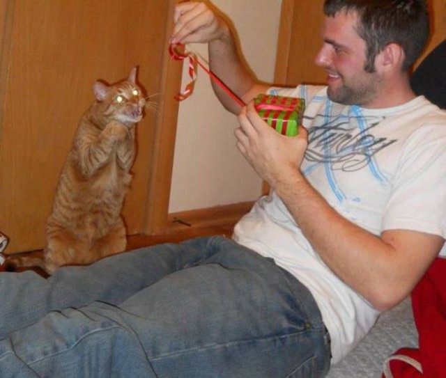 Коты и Кошки