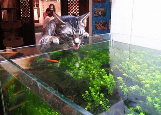 Коты и Кошки