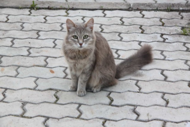 Коты и Кошки