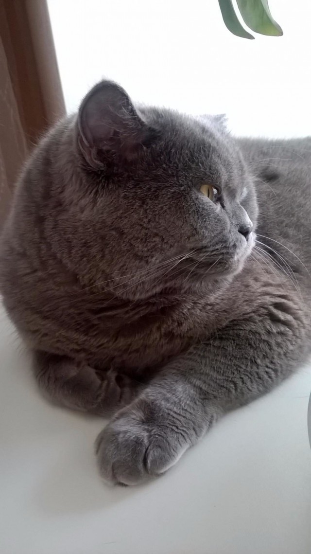 Коты и Кошки