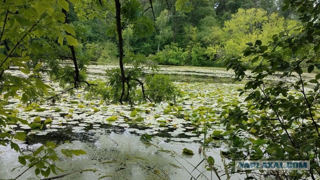 Просто Природа