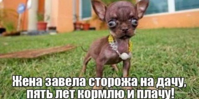 Нестандартный юмор