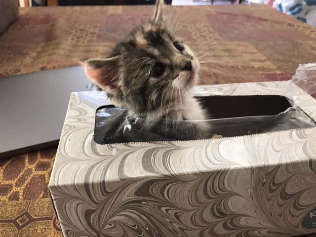 Прикольных котов пост