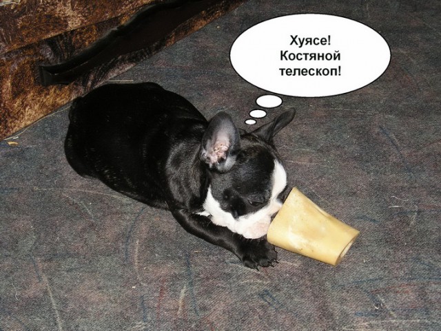Про Мосю