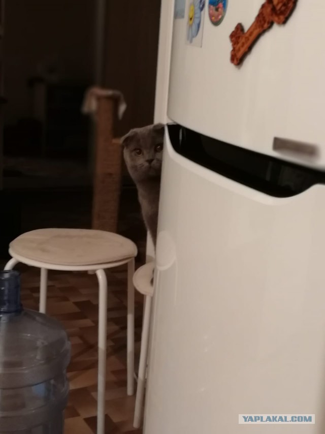 Котовторник 22.05.2018