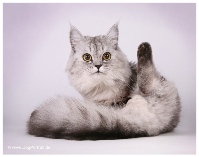 Прикольные коты на среду! ОЧЕНЬ МНОГО! Часть 2