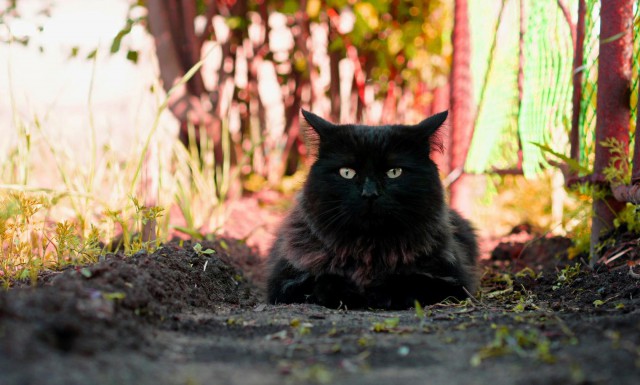 Котовторник 26.06.2018