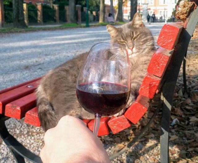 налейте мне еще бокальчик слушать