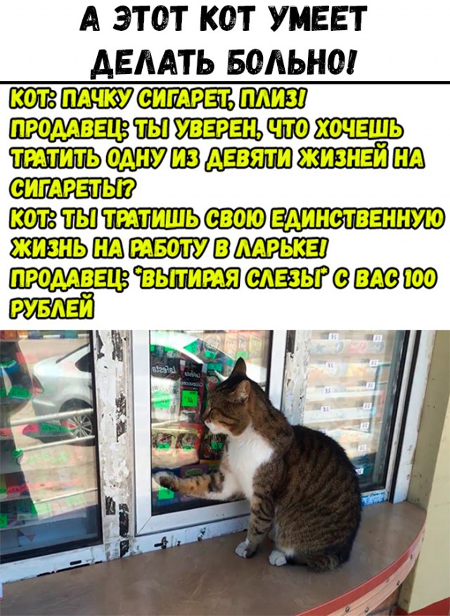 коты раньше коты сейчас. стих про летающего кота. что умеют коты. кот командует. кот царапает.