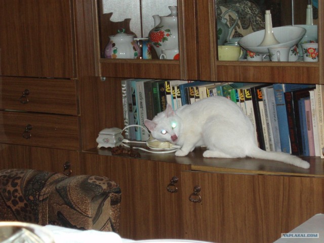 Котовторник стартует